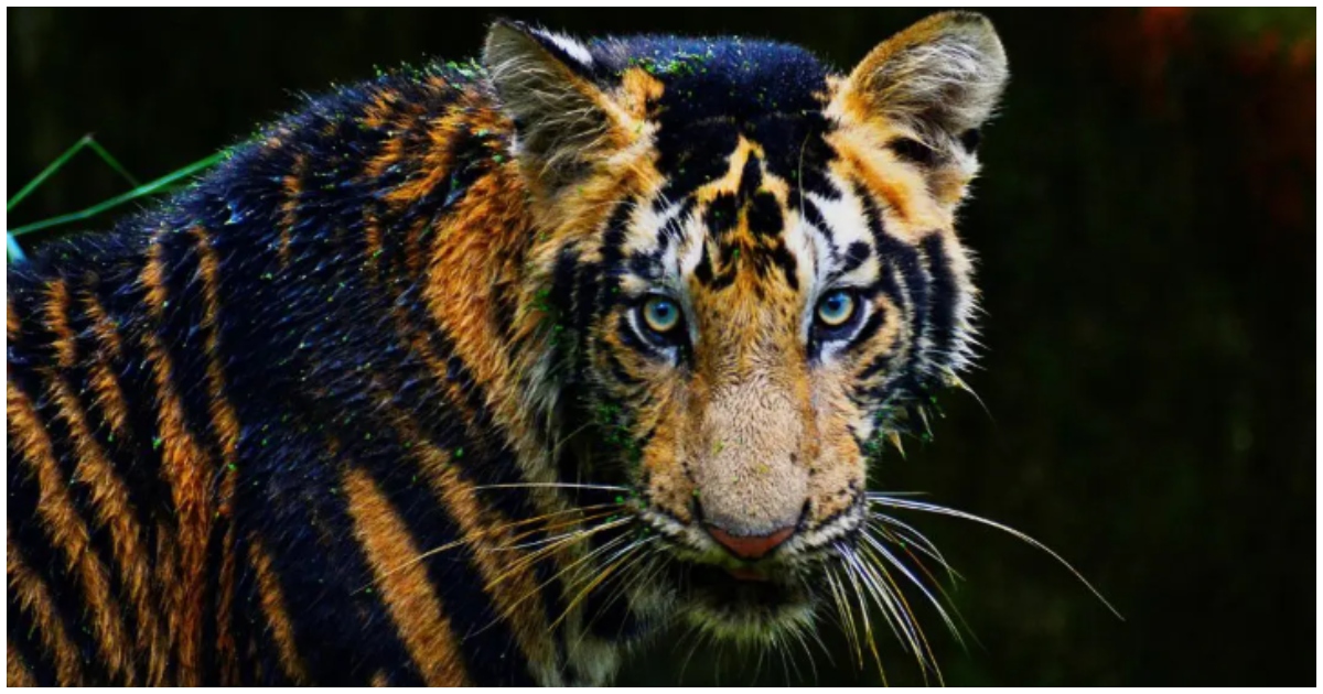 Odisha to Launch World’s First Black Tiger Safari, Celebrating Melanistic Tigers in Similipal Reserve